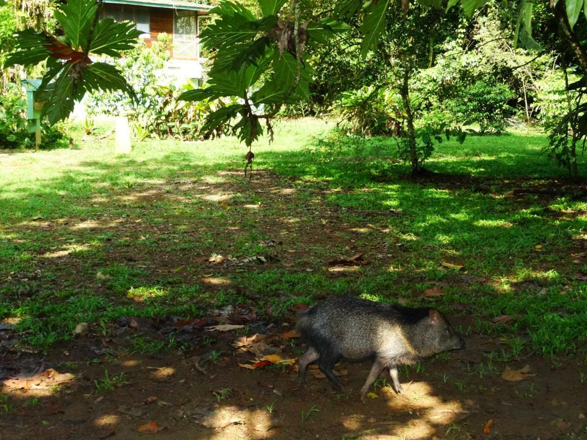Hotel La Selva Biological Station Sarapiquí Exterior foto